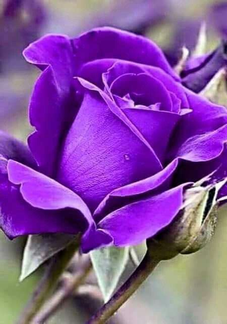 A Purple Rose Is Blooming In The Garden
