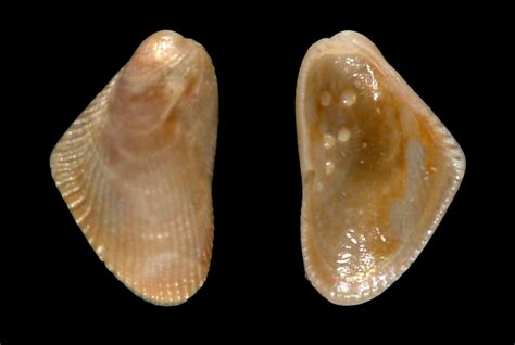 Get To Know Floridas Fossil Pearls Research News