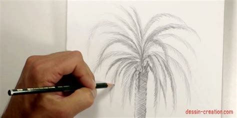 Comment Dessiner Un Palmier Facilement