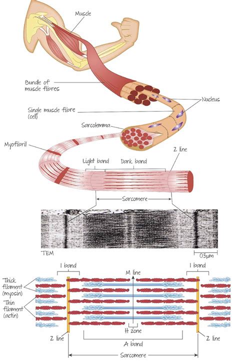 Pin By Jojo On Science Basic Anatomy And Physiology Teaching Biology