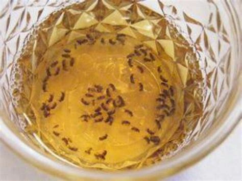 Awasome How To Get Rid Of Gnats With Apple Cider Vinegar Ideas