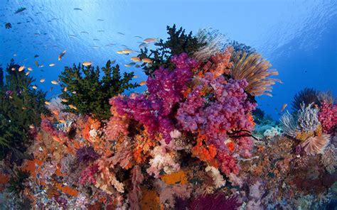 Raja Ampat Underwater Coral Reefs With Beautiful Colors Of