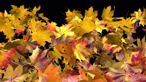 Autumn Leaves Fall Transition Stock Motion Graphics Motion Array