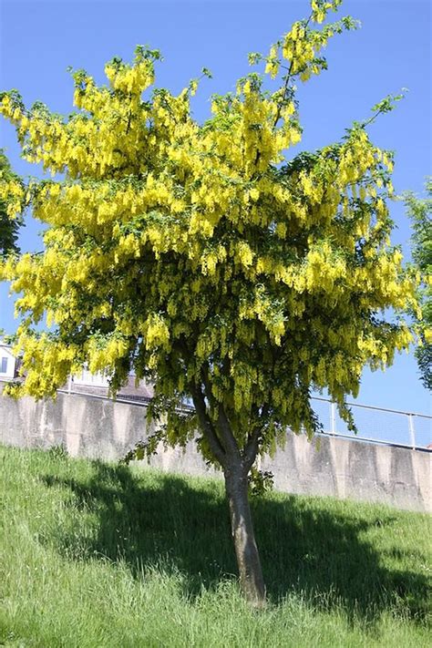 Laburnum X Watereri Vossii Golden Chain Tree Leafland Limited