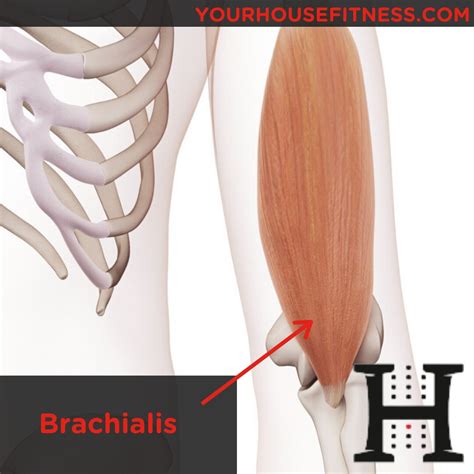Muscle Breakdown Brachialis