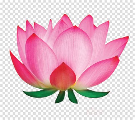 Lotus Flower Png Clipart The Best Png Clipart Lotus Flower Art Lotus