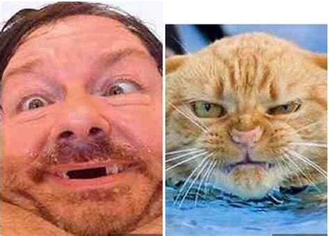 Cats That Look Like Ricky Gervais Cats Funny Animals