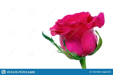 Pink Rose Bud Isolated On White Close Up Stock Photo Image Of Floral