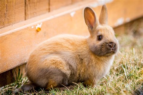 Rabbit Vaccinations Are They Necessary Goddard Veterinary Group