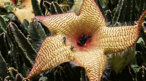 Top 10 Worlds Ugliest Flowers Biologic Performance