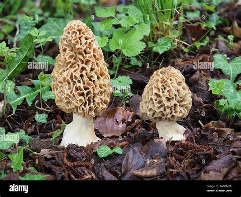 Morel Morchella Esculenta Var Rotunda Hi Res Stock Photography And