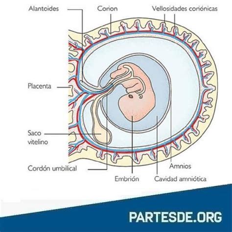 Partes De La Placenta