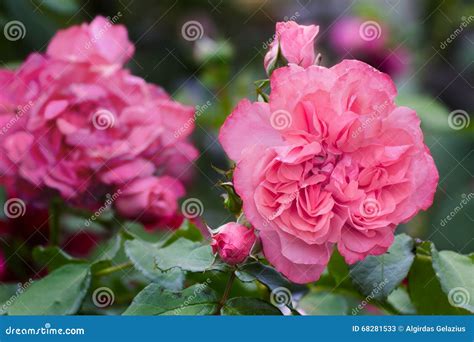Pink Roses Blossoms Stock Image Image Of Fresh Beauty 68281533