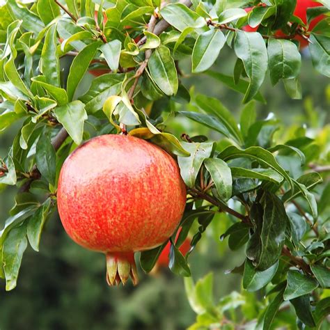 Pomegranate Tree Wonderful From The Garden