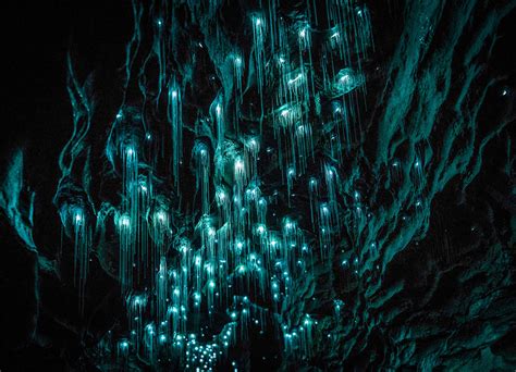 The most popular place to see glow worm caves in new zealand is in waitomo, a small farming district in the waikato region of the north island. Glowworms Make Natural Light Installations In New Zealand ...