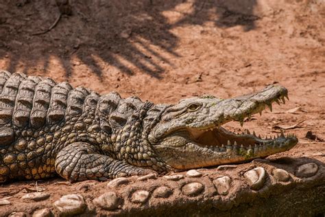 Why Do Alligators And Crocodiles Bask In The Sun Vet Tech Explains