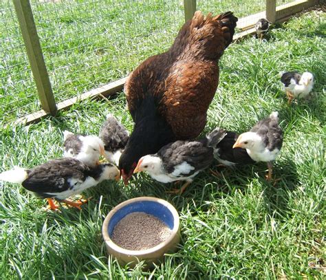 They are widely available in the frozen food section or poultry section of food stores and supermarkets. Bellecross Hens: FOR SALE - Broody Indian Game + Hatching eggs