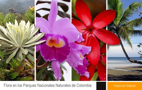 Fauna Y Flora De Colombia Home