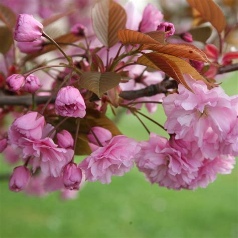 Prunus Kanzan Japanese Flowering Cherry Ornamental Garden Tree