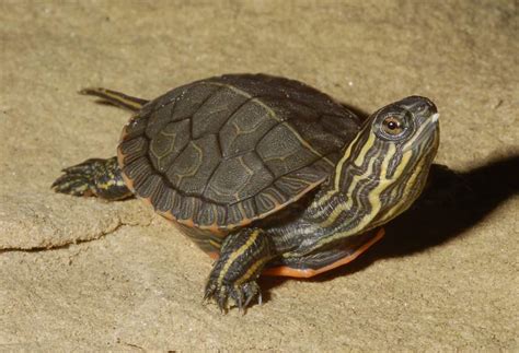 Painted Turtle Facts And Pictures Reptile Fact
