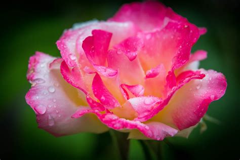 The Best And Most Comprehensive Pink And White Rose Wallpaper