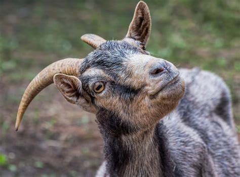 Everything You Need To Know About Goat Horns