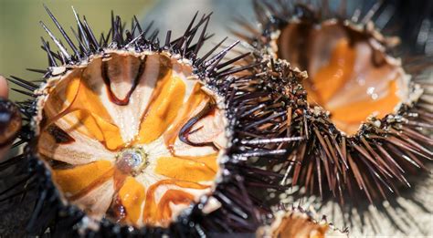 Urchin Barrens Oceanwatch Australia
