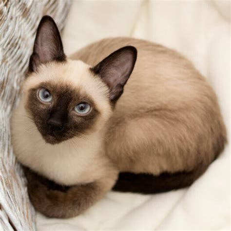 Explore The Captivating Siamese Cats Origin Uncovering Their Rich