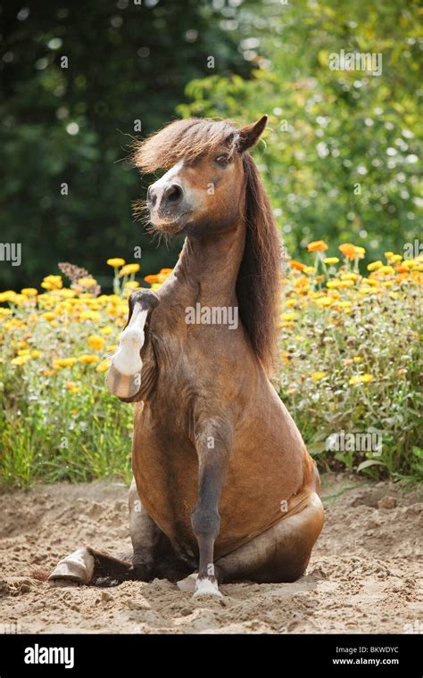 Shetland Pony Horse Sitting Stock Photo Alamy