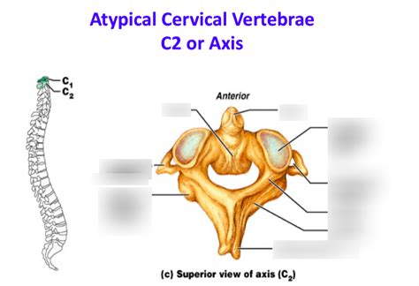 C2 Or Axis Atypical Cervical Vertebrae Diagram Quizlet