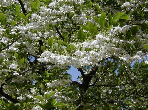 Detailed planting guides for zone 9b based on usda zone date and last frost date. Styrax japonicus. | Kiefer Nursery: Trees, Shrubs, Perennials
