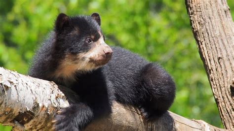 Queens Zoo Andean Bear Cub Youtube