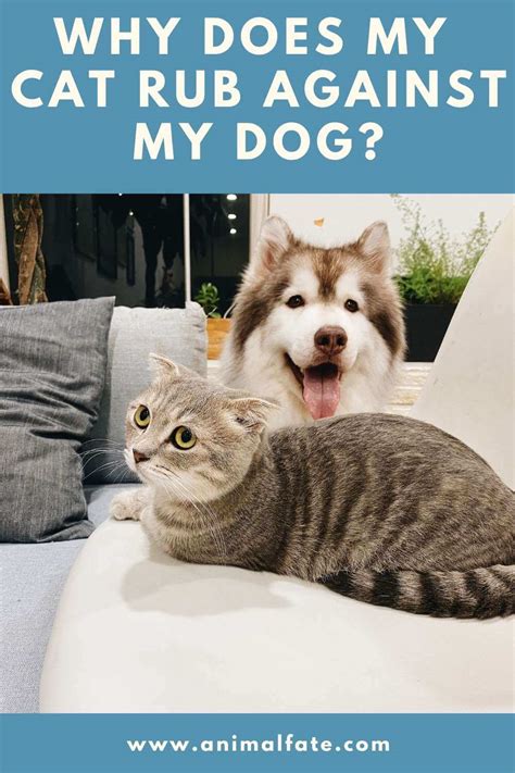 When he leaves his scent on you, it can also be a sign of comfort. Why Does My Cat Rub Against My Dog? (Surprising Reason ...