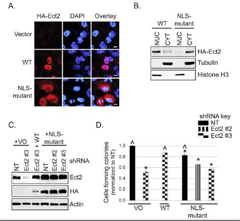 Figure 5 From The Role Of Ect2 Nuclear Rhogef Activity In Ovarian