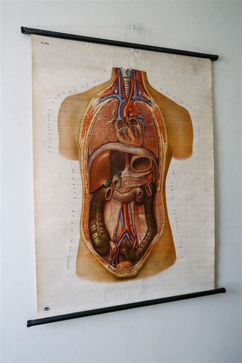 Original Anatomical Vintage German Educational School Wall Chart Inner