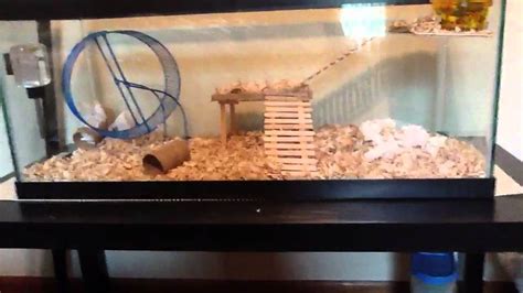 Winter White Hamsters Playing In Their Cage Youtube