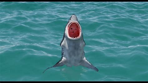 Animated Great White Shark 3d Model For Download Youtube