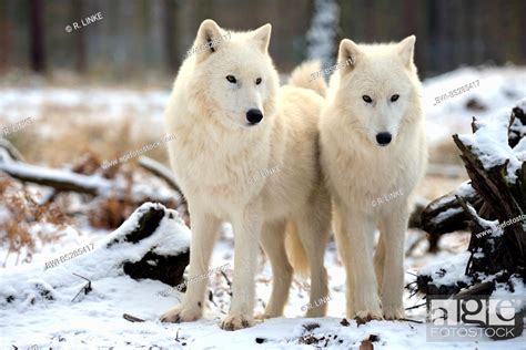 Arctic Wolf Tundra Wolf Canis Lupus Albus Canis Lupus Arctos Foto