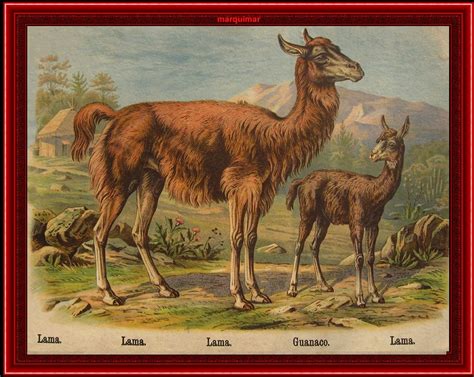 Antique Prints Láminas Antiguas Antique Postcard Llama Fauna Camel