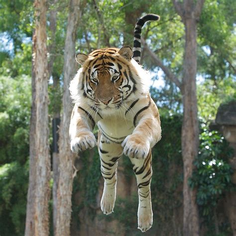 Leaping Panthera Tigris Rlpt