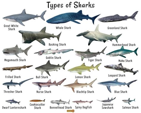 Shark Facts Types Classification Habitat Diet Adaptations