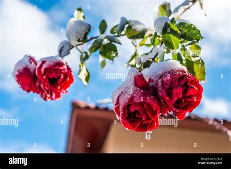 Red Roses Covered With Ice And Snow Against Blue Sky Stock Photo Alamy