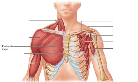 Free online quiz arteries of the chest area. Pectoralis major - Pectoral Muscles