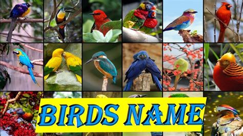 Birds Name In English 𝐁𝐈𝐑𝐃𝐒 𝐍𝐀𝐌𝐄 Birds Names For Kids In English
