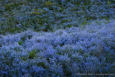 Blue Wave Ceanothus Tomentosus In Bloom Alexander S Kunz Photography