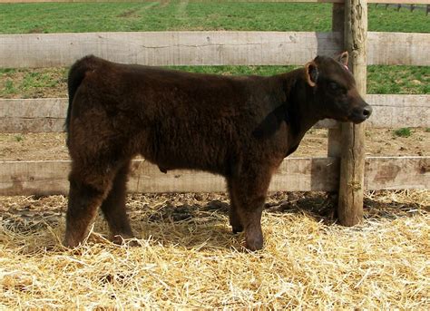 Southern Ohio Spring Smackdown Sale Matt Lautner Cattle