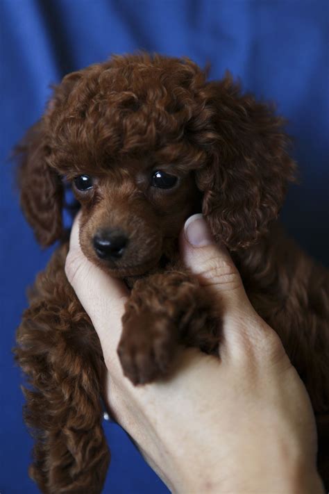 Chocolate Brown Poodle Puppy