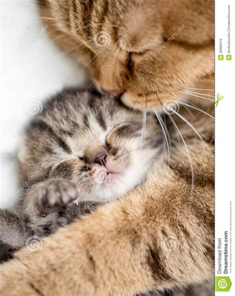 Mother Cat Hugging Kitten Royalty Free Stock Image Image