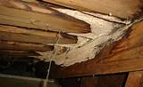 Photos of Termite Inspection Brooklyn Ny