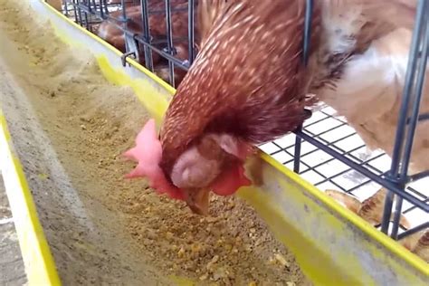 Infectious Coryza In Chickens Cause Treatment And Prevention